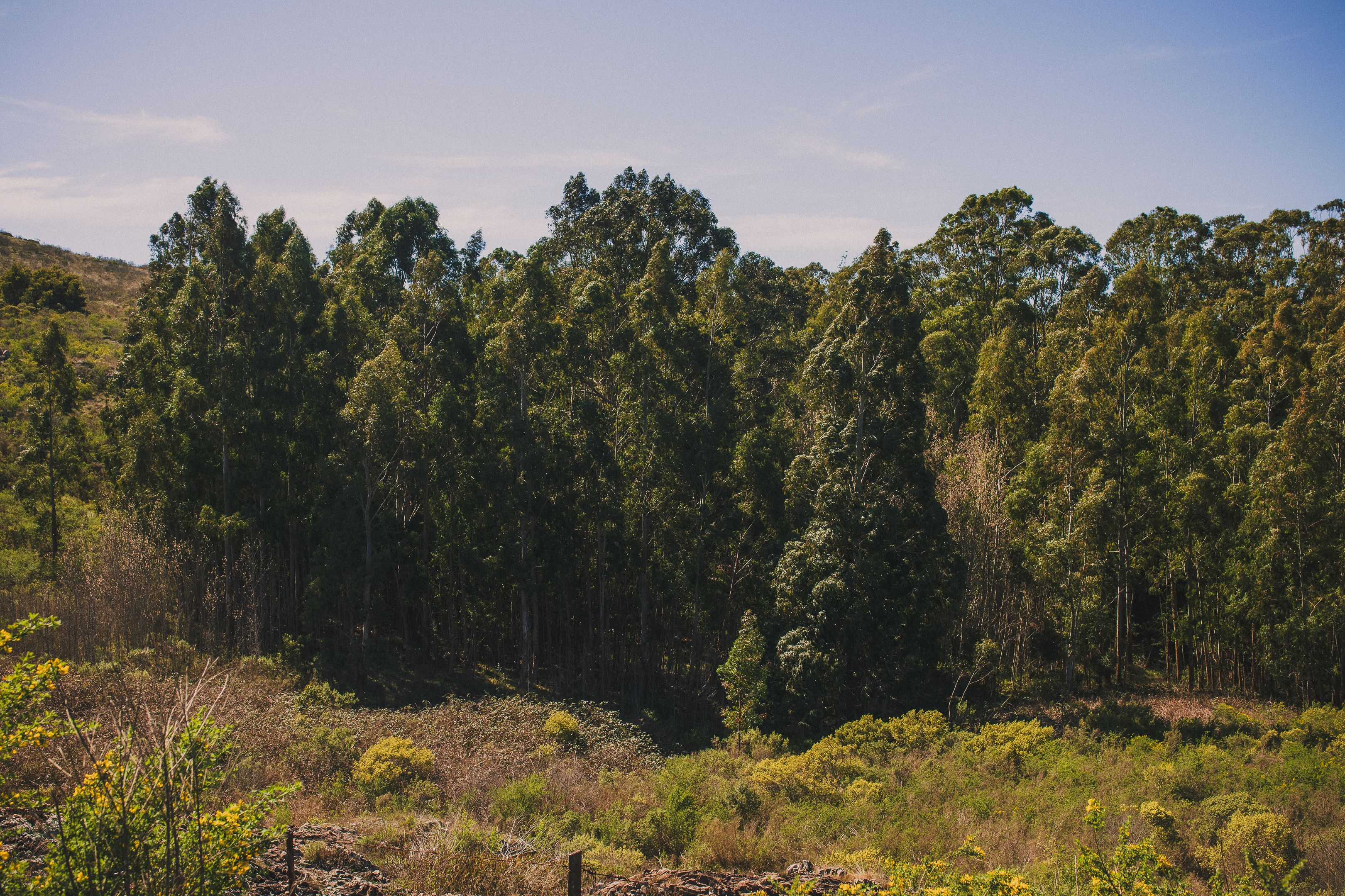Foto de stock gratuita sobre arboles, bosque, naturaleza, paisaje ...