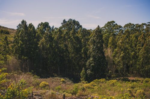 Free Sunlit forest landscape in Tandil, Argentina, showcasing dense greenery and natural beauty. Stock Photo