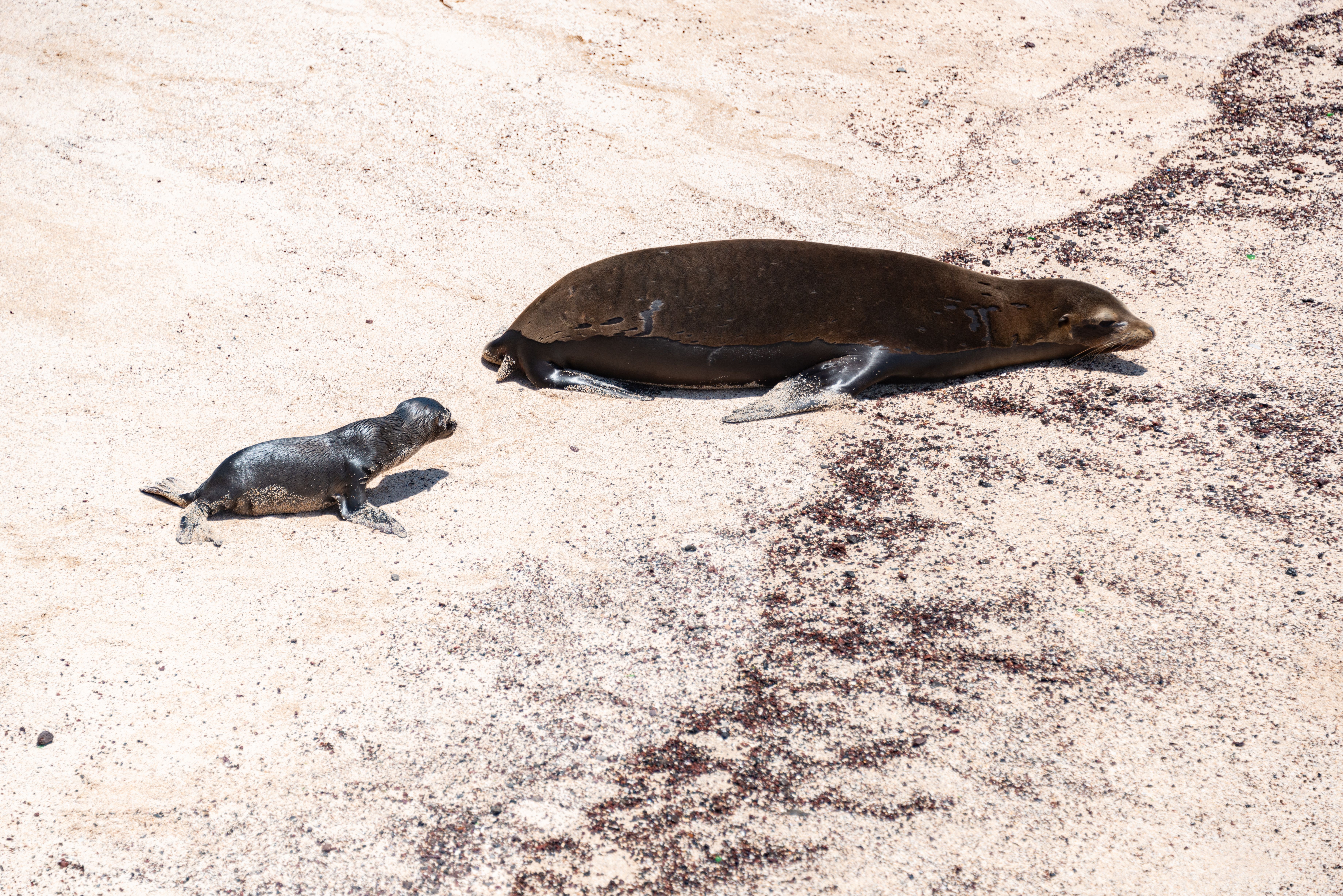 Galápagos Islands