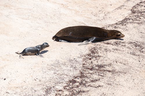 Foto profissional grátis de areia, filhote, foca