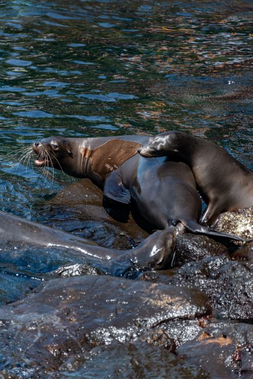 Free A group of sea lions basking and playing on rocky shoreline during a sunny day. Stock Photo