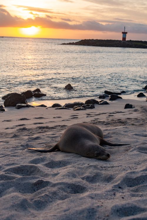 Free A serene scene of a seal peacefully resting on the beach with a stunning sunset backdrop, showcasing nature's beauty. Stock Photo