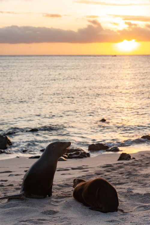 Free Two seals lounge on a sandy beach during a vibrant sunset by the sea. Stock Photo