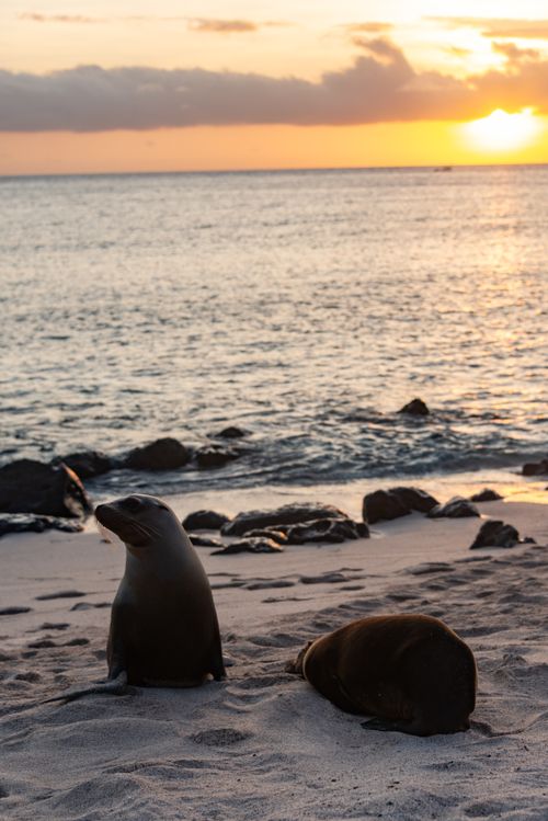Free Two seals lounging on a serene beach during a beautiful sunset, capturing the essence of coastal wildlife. Stock Photo