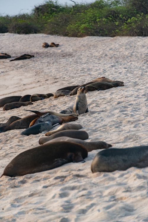 Free Group of sea lions lounging on a sunny beach, capturing natural wildlife behavior. Stock Photo