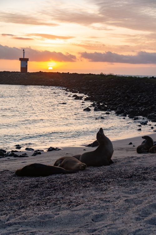 Free Serene sunset view with seals on a sandy beach and lighthouse in the distance. Stock Photo