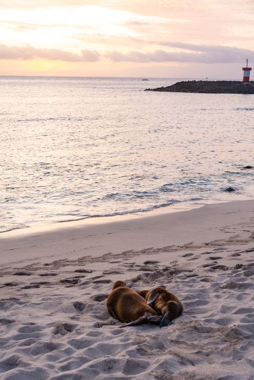 Free Two seals relax on a sandy beach as the sun sets over the tranquil sea, creating a serene scene. Stock Photo