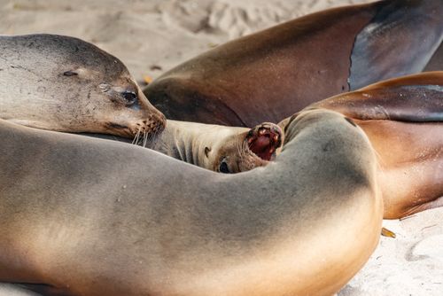 Free Intimate close-up of sea lions peacefully resting on a sandy shore, showcasing wildlife serenity. Stock Photo