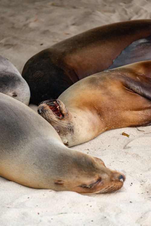 Free Three seals peacefully napping on a sandy beach, showcasing natural wildlife serenity. Stock Photo