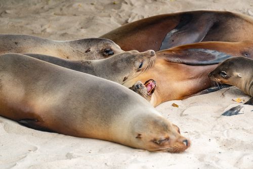 Free Group of sea lions lying on sandy beach enjoying a peaceful rest under the sun. Stock Photo