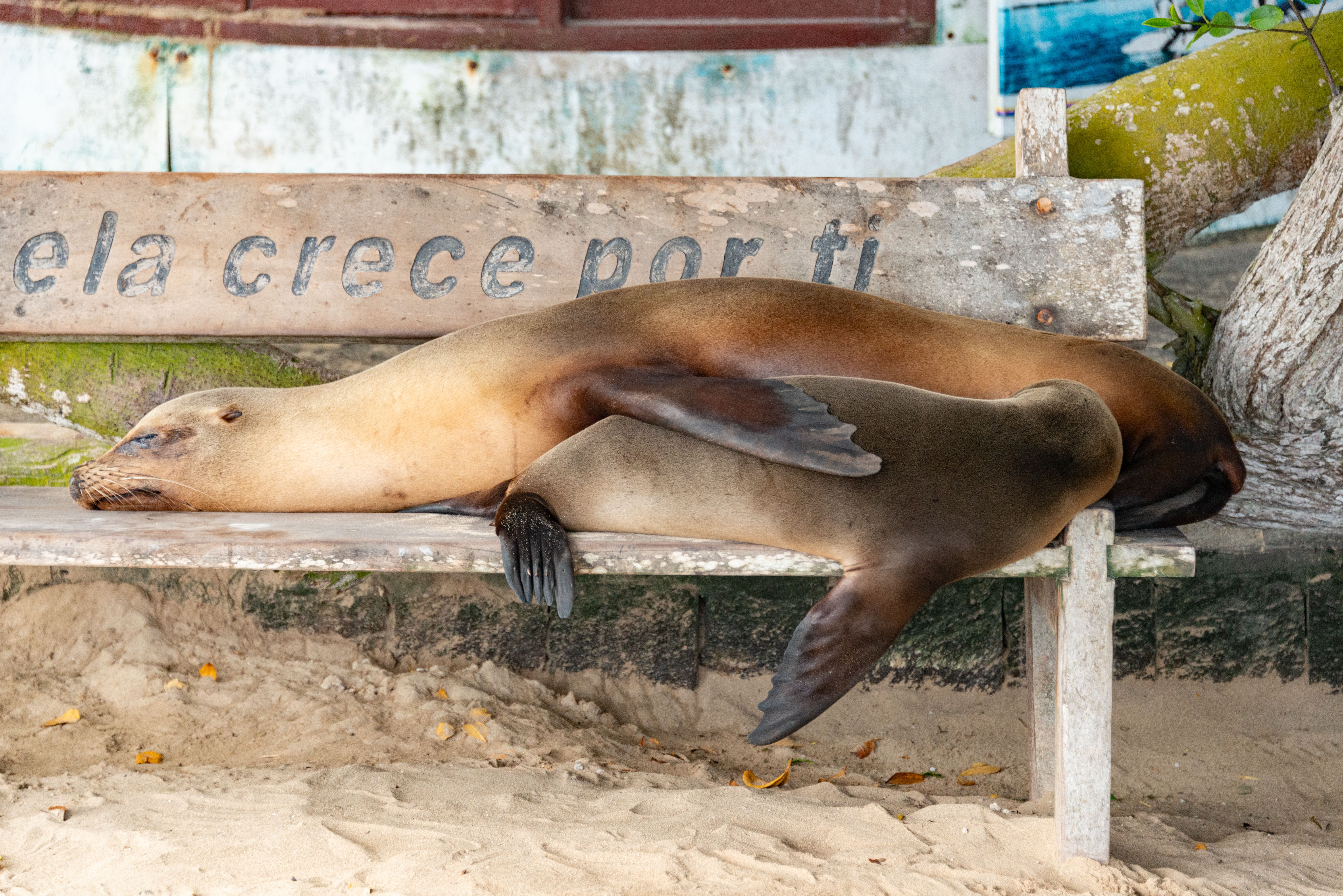 Twee zeeleeuwen slapend op een houten bankje op de Galapagos