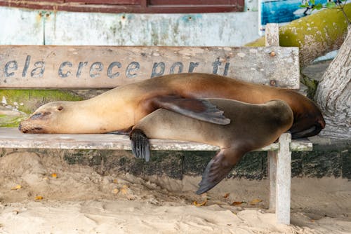 Seals Sleeping on Bench