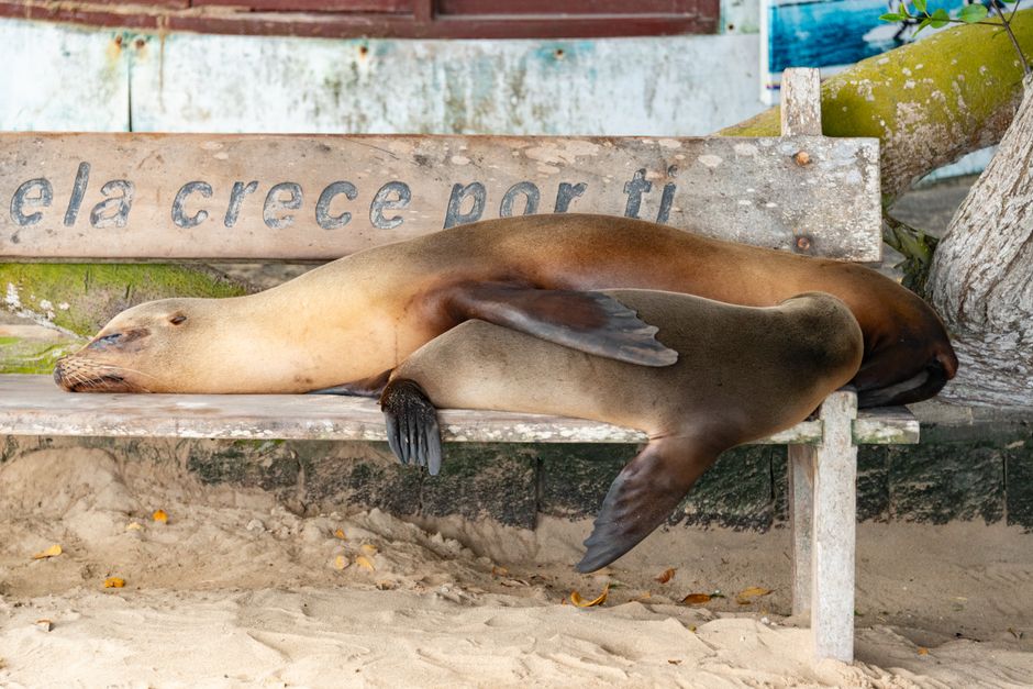 Twee zeeleeuwen slapend op een houten bankje op de Galapagos