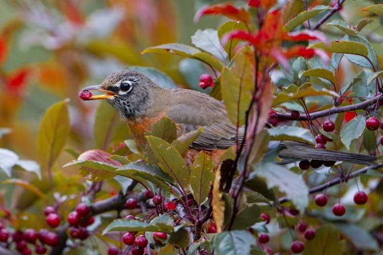 American Robin Sitting On A Branch And Eating Berries