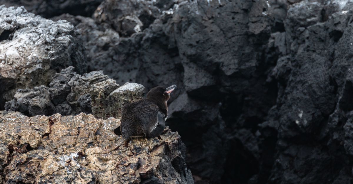 Animals That Collect Rocks Animal on Rocks on Sea Shore · Free Stock Photo