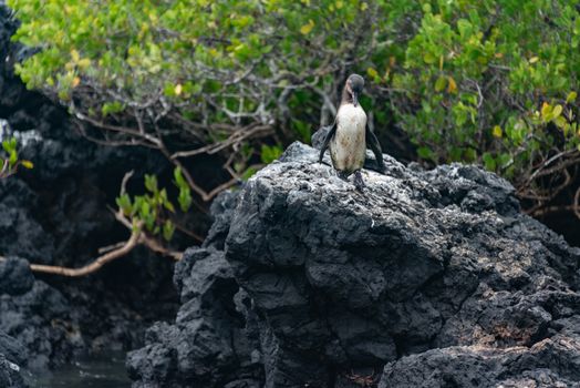 A Humboldt penguin stands on dark volcanic rock, surrounded by lush foliage.
