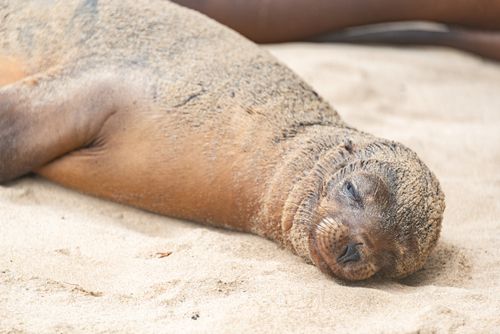 Free A serene seal pup lies peacefully on a sandy beach, epitomizing wildlife tranquility. Stock Photo