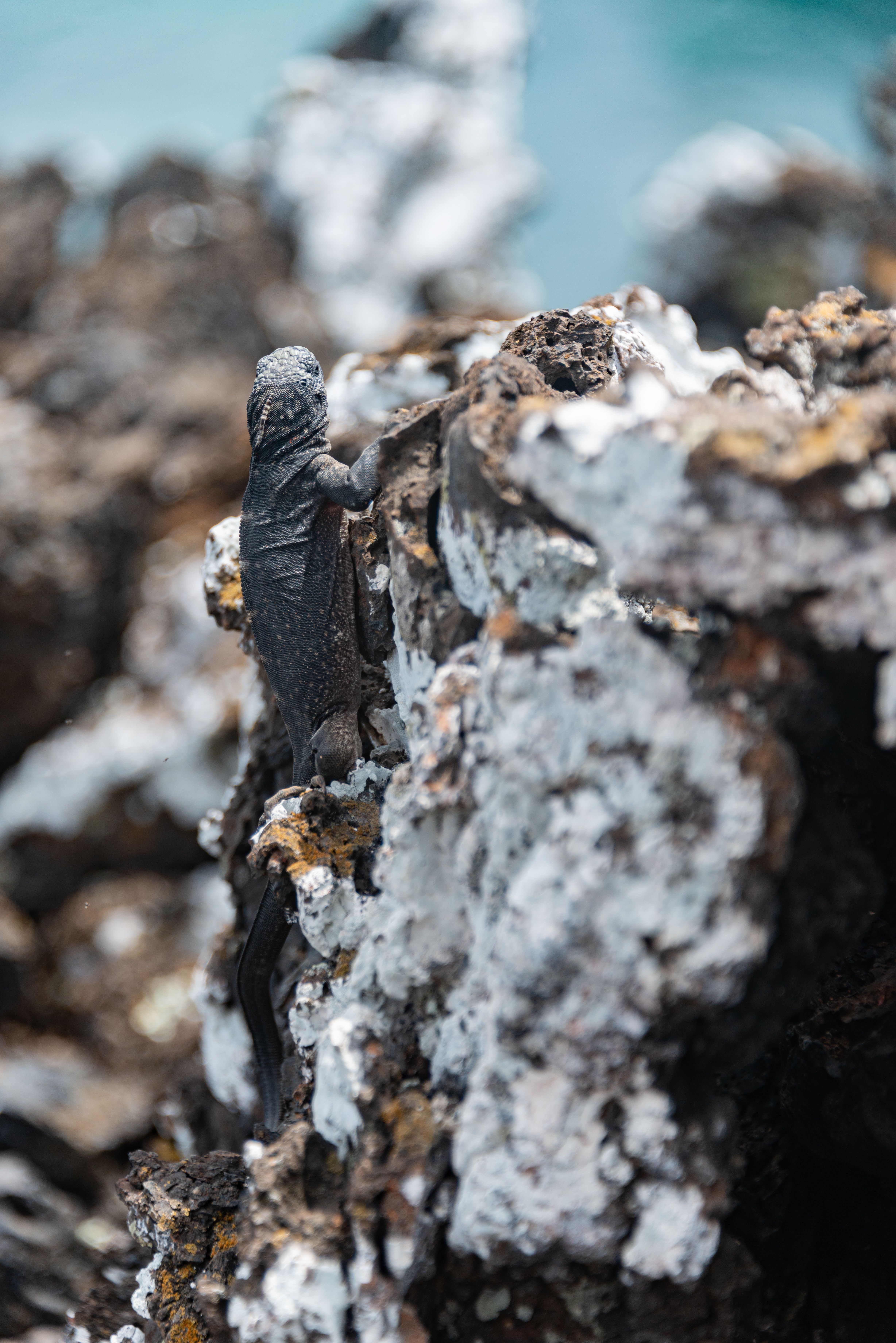 Lizard Climbing on Rock · Free Stock Photo