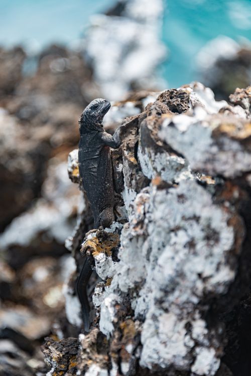 Free Close-up of a marine iguana on rugged rocky terrain, with blurred ocean backdrop. Stock Photo