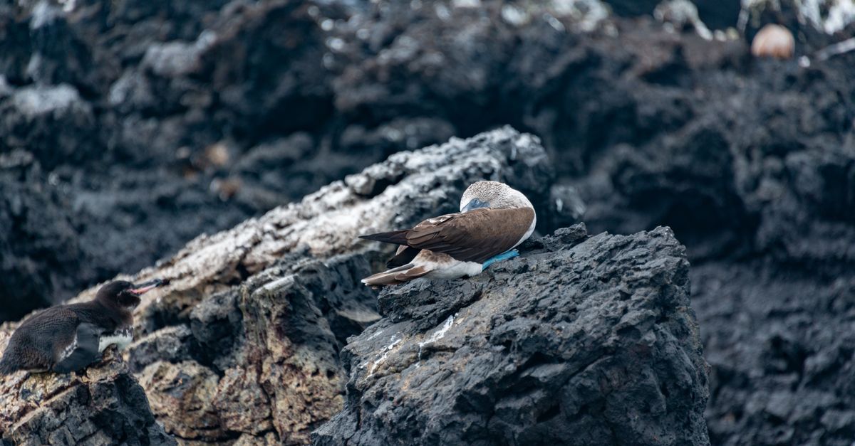 A blue-footed booby resting on volcanic rocks in the Galapagos Islands.