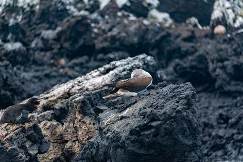 Free A blue-footed booby resting on volcanic rocks in the Galapagos Islands. Stock Photo