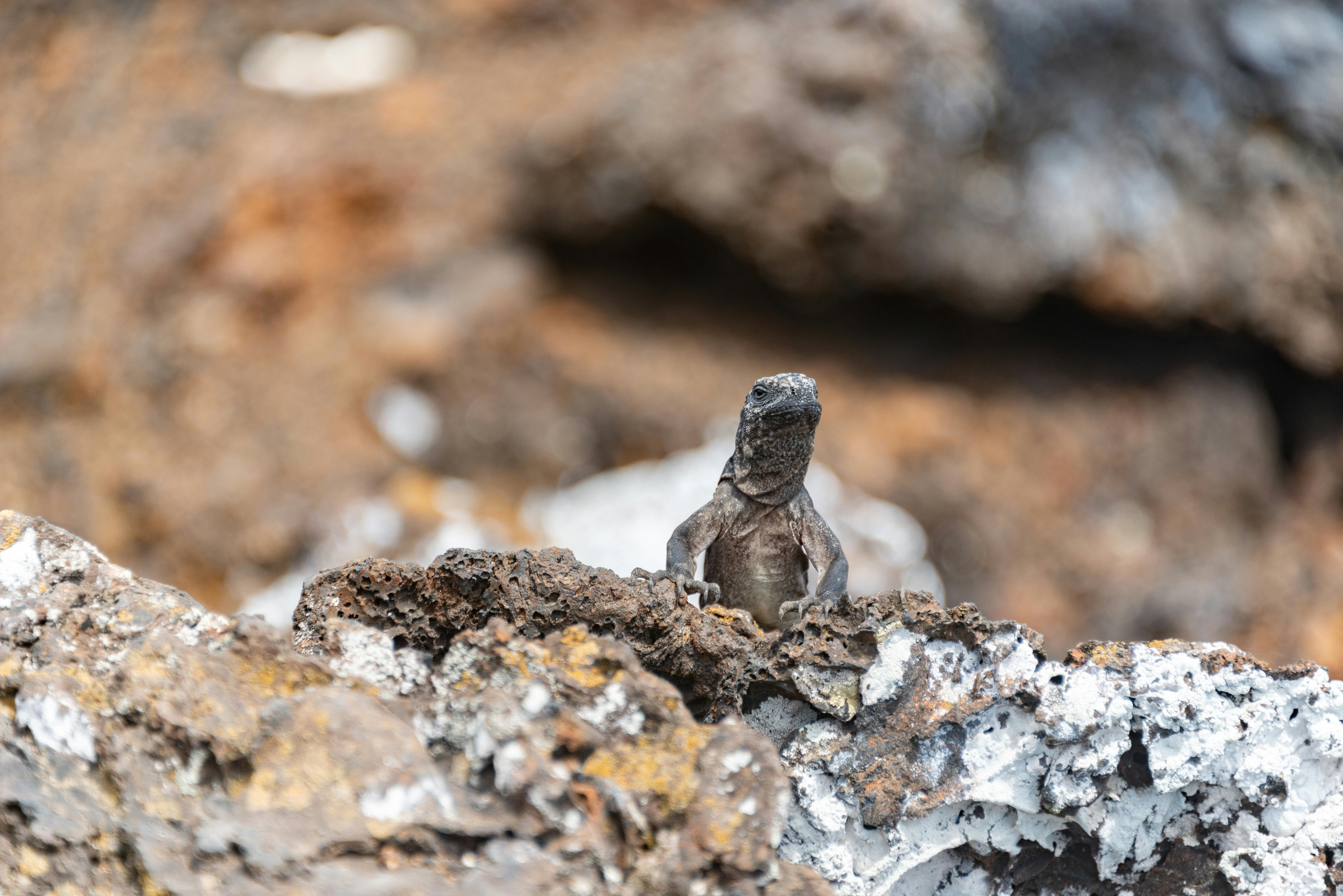 Angel Island Chuckwalla Photos, Download The BEST Free Angel Island