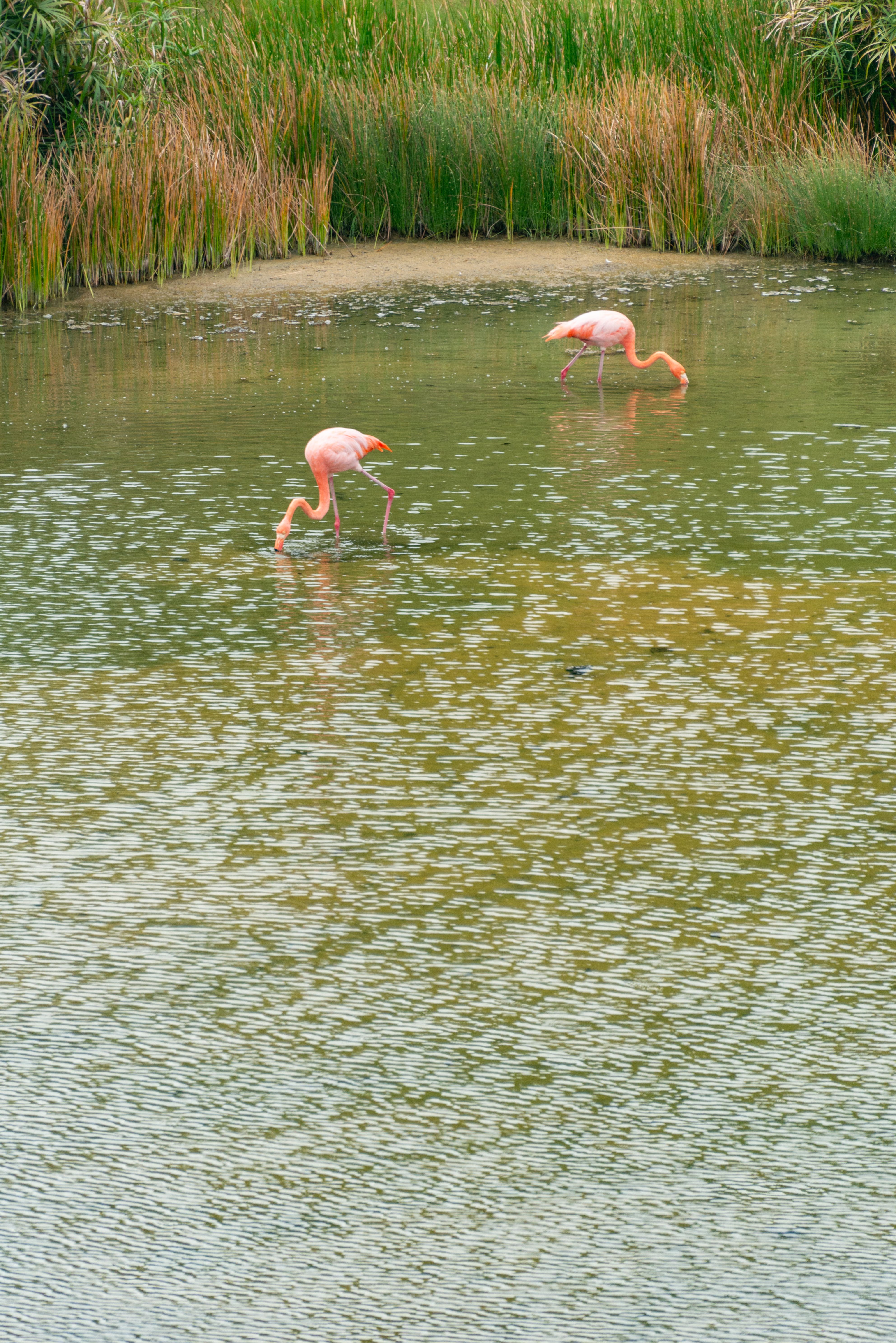 Two flamingos wading in a serene river, showcasing wildlife in a natural habitat.