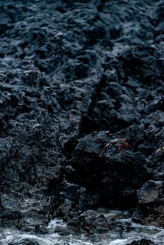 A wild crab perched on dark rocks along a rugged shoreline.