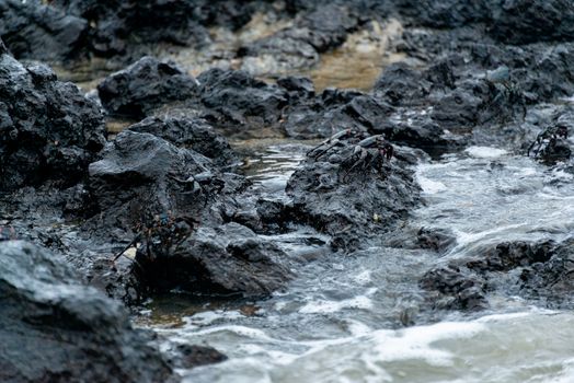 Close-up of crabs on wet rocks by the seashore, showcasing coastal wildlife.