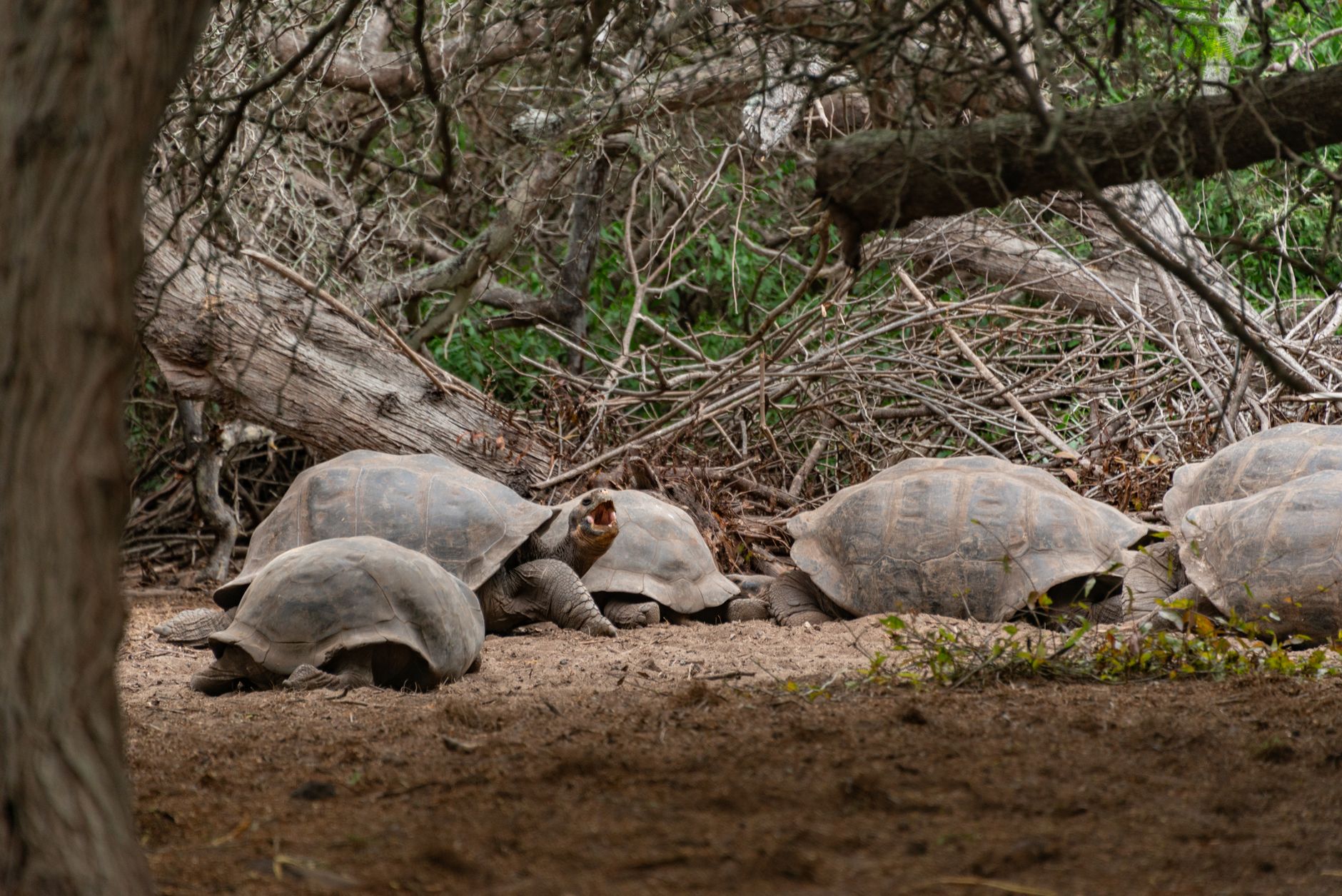 Galápagos, Ecuador