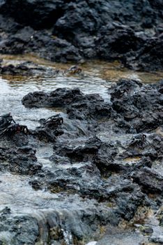 Crabs on wet dark rocks near seashore, showcasing natural habitat.