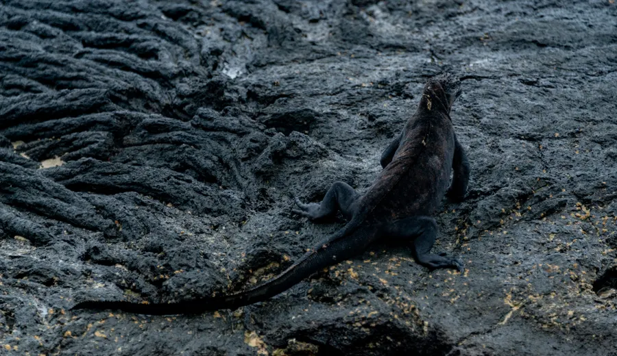 Jour 4 aux Galápagos