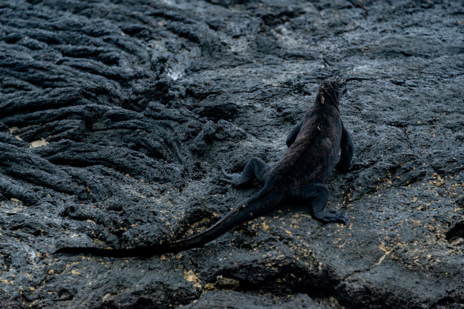 A marine iguana resting on dark volcanic rock at the shoreline, a classic Galapagos sight