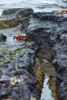 A vibrant red rock crab perched on rugged coastal rocks against a seashore backdrop.