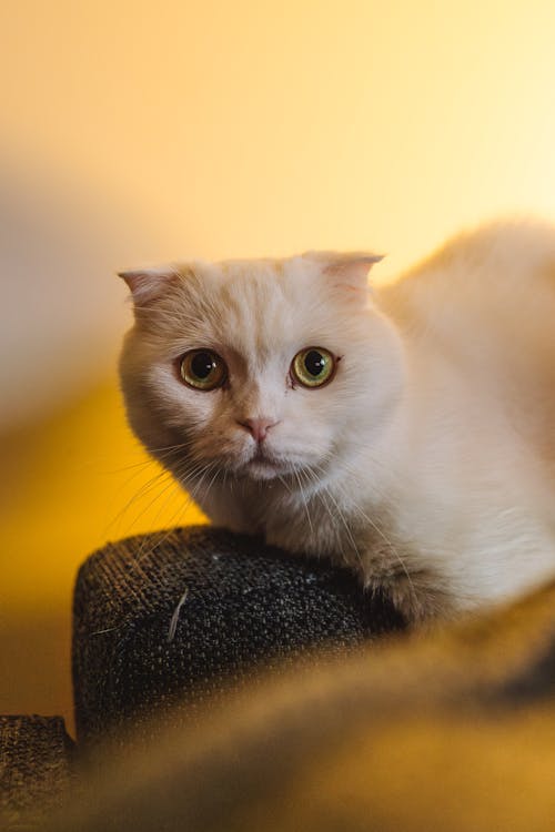 Close-up of a White Cat 