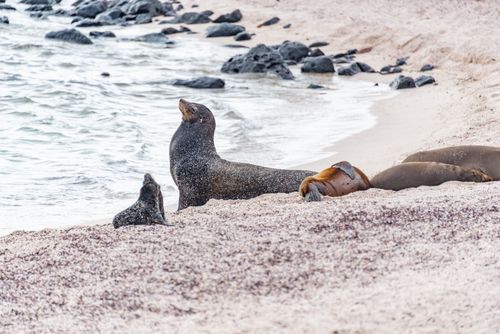 Free California sea lions resting on a sandy beach, showcasing wildlife in natural habitat. Stock Photo