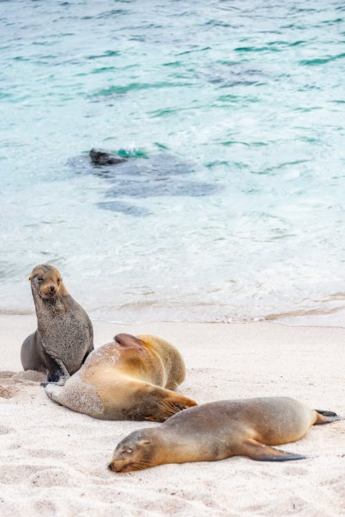 Sea Lions Relaxing on a Sandy Beach