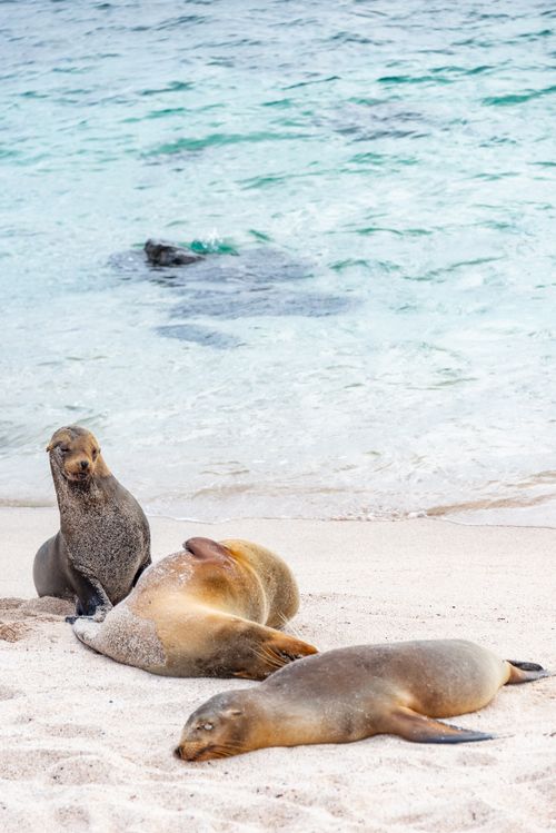 Free A group of sea lions rests peacefully on a sandy beach by the clear ocean water. Stock Photo
