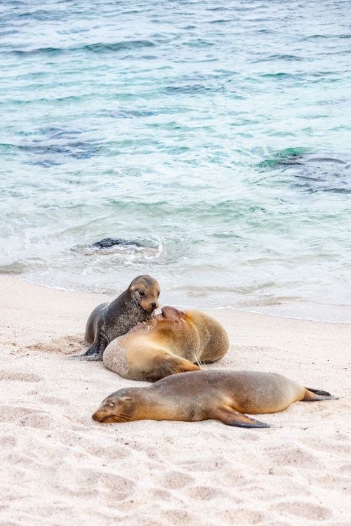 Free Californian sea lions resting on a sandy beach with waves in the background. Stock Photo