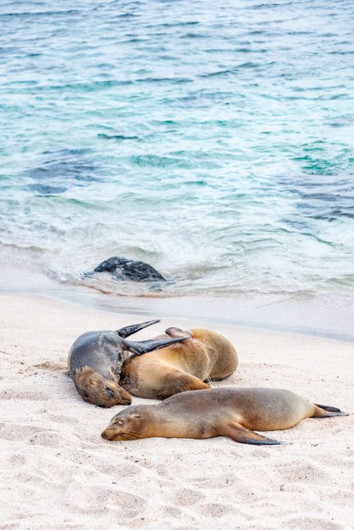 Free Three California sea lions relaxing on a sandy beach with ocean waves in the background. Stock Photo