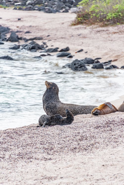 Sea Lions on a Seashore