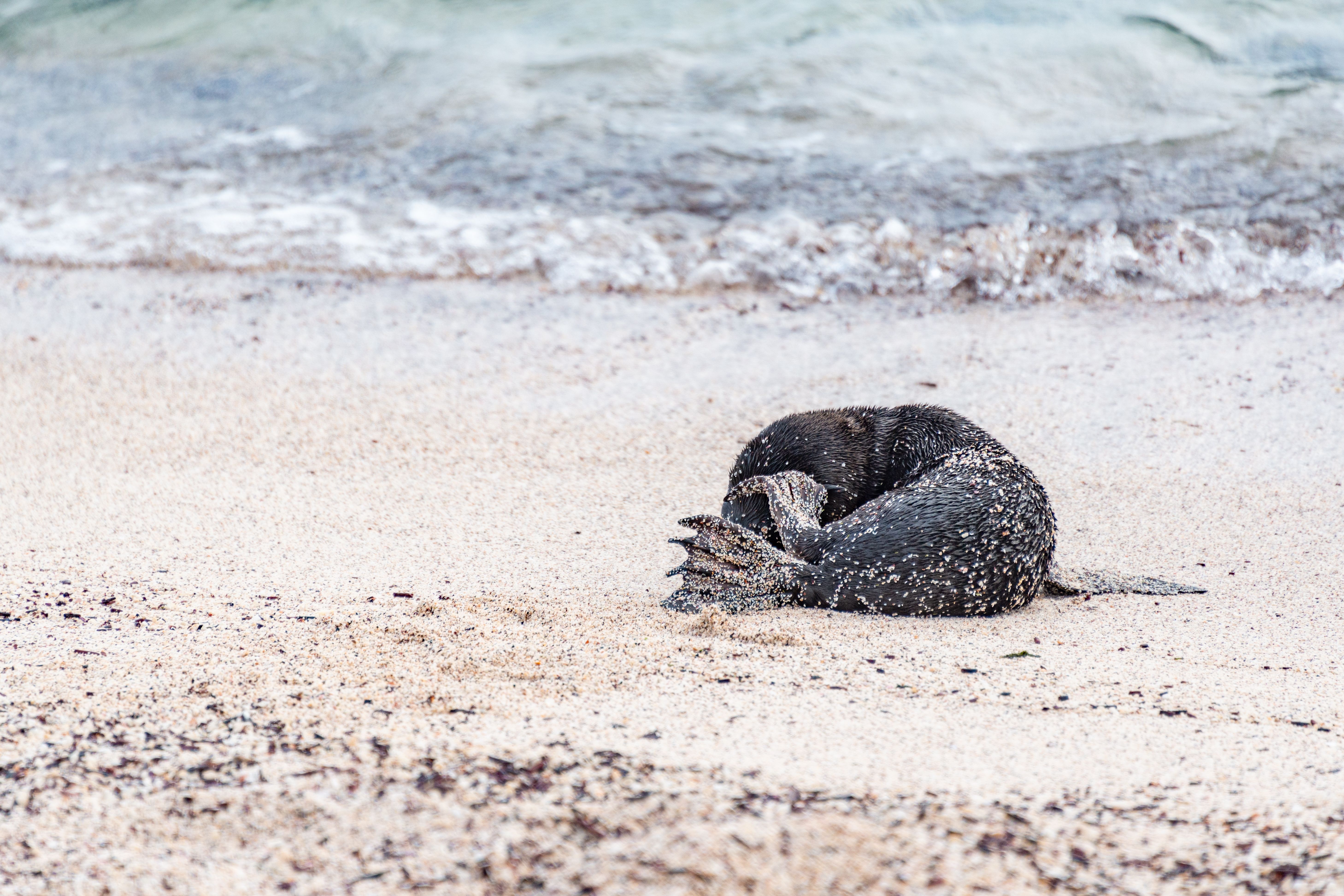 Galápagos Islands