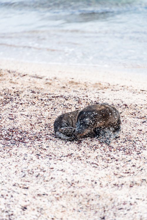 Lone Sea Lion on a Sandy Beach