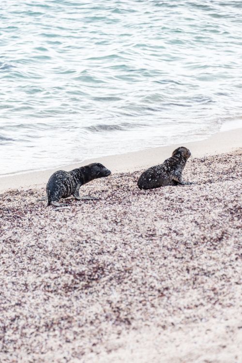 Free Two California sea lions resting on a sandy beach near the ocean waters. Stock Photo