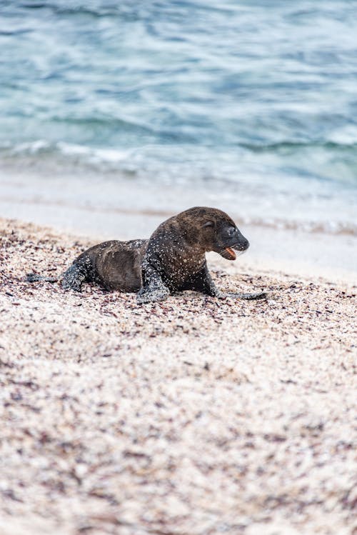 california deniz aslanı, deniz, dikey atış içeren Ücretsiz stok fotoğraf