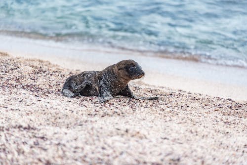 Sea Lion Pup Covered in Beach Sand