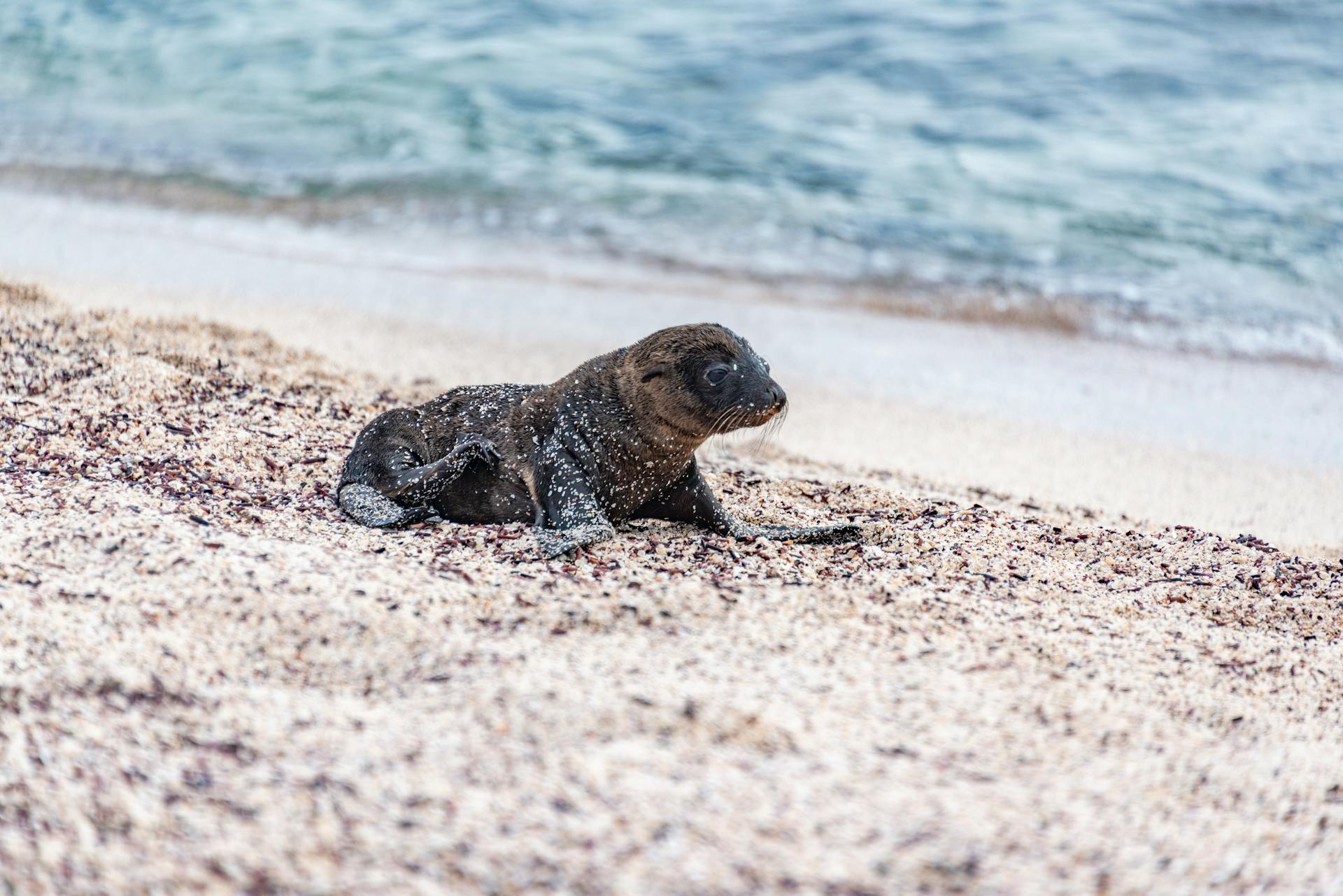 Sea Lion Pup Covered in Beach Sand