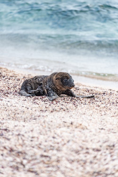 Sea Lion Resting on a Beach