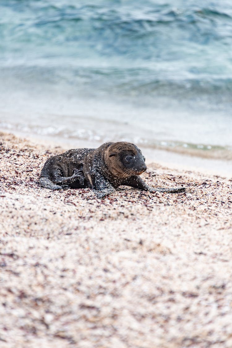 Sea Lion Resting On A Beach