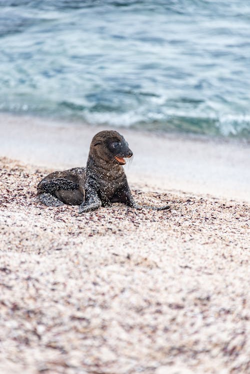 Sea Lion Lying on a Beach